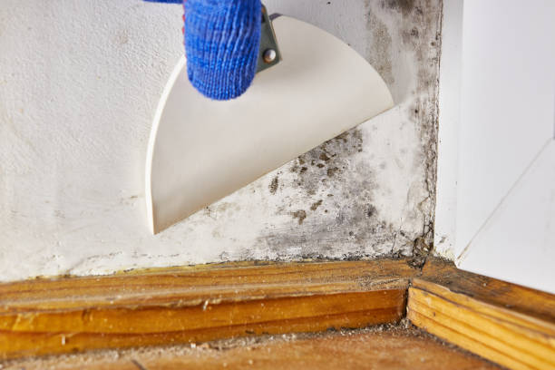 Best Airborne Mold Testing  in Frankston, TX